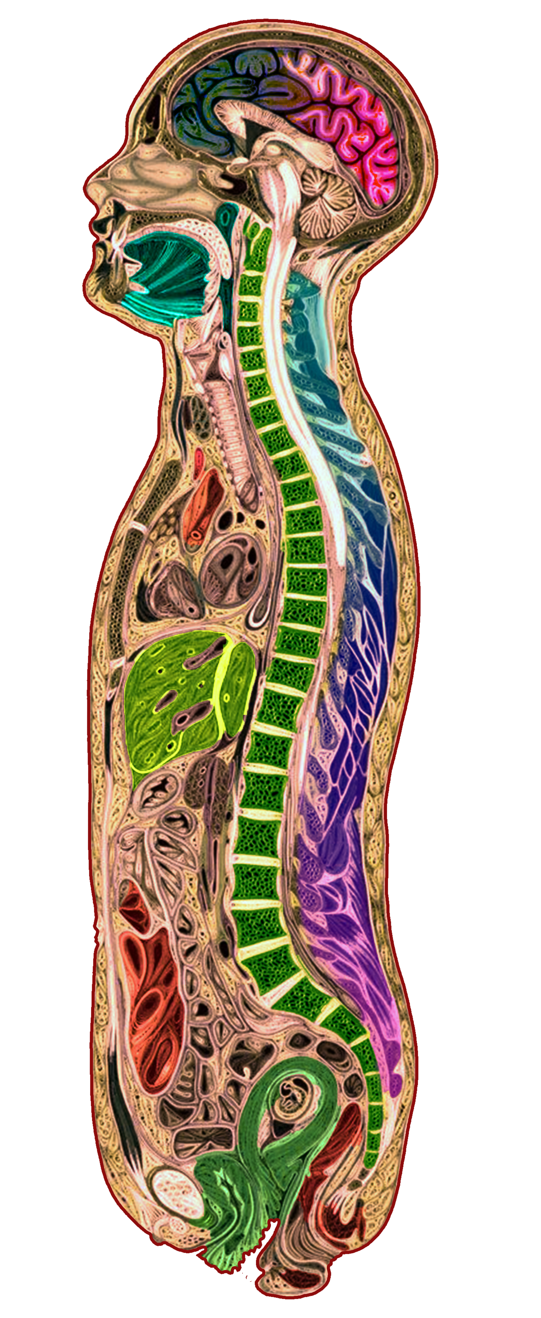 Integrative Osteopathie